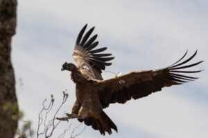 condor-33