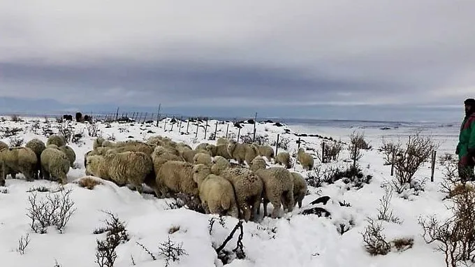 Ovejas-nieve