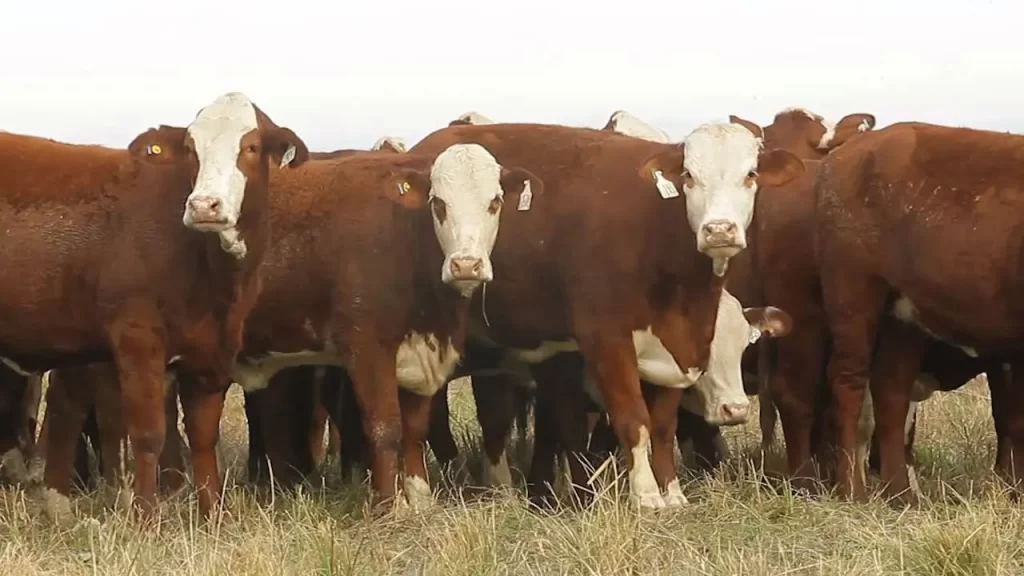 Vacas