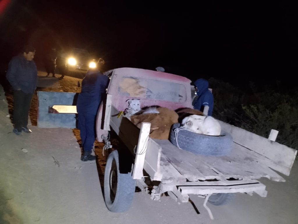 Detenidos-en-Los-Menucos-con-terneros-y-armas