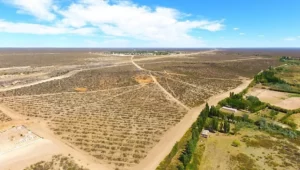 produccion-de-olivos-Ramos-Mexia