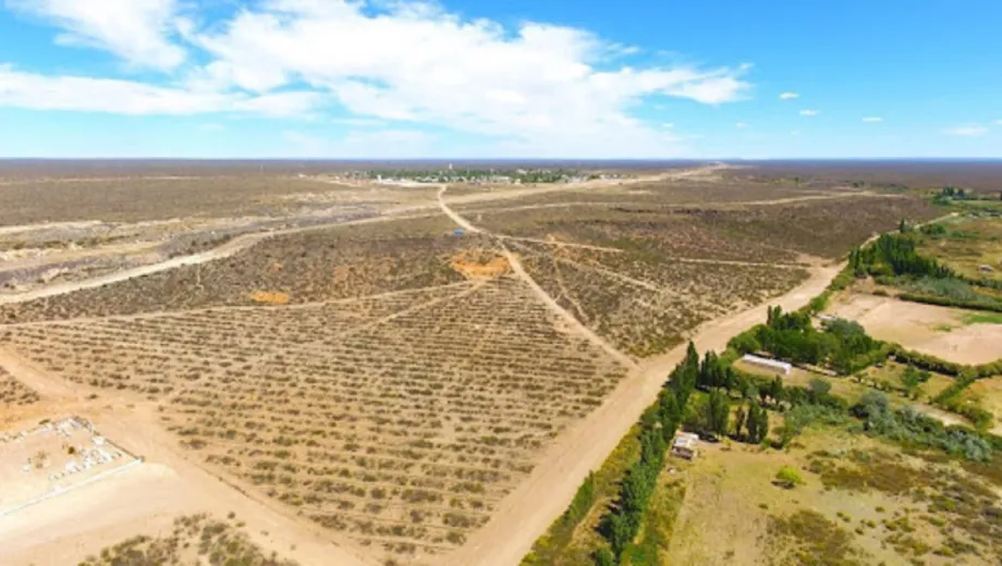 produccion-de-olivos-Ramos-Mexia