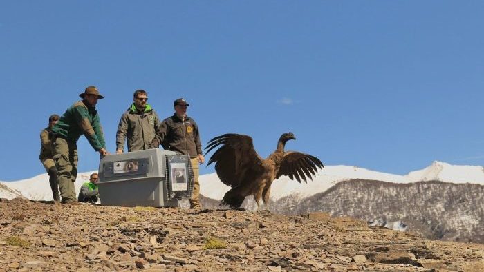 CONDOR-e1759838365490