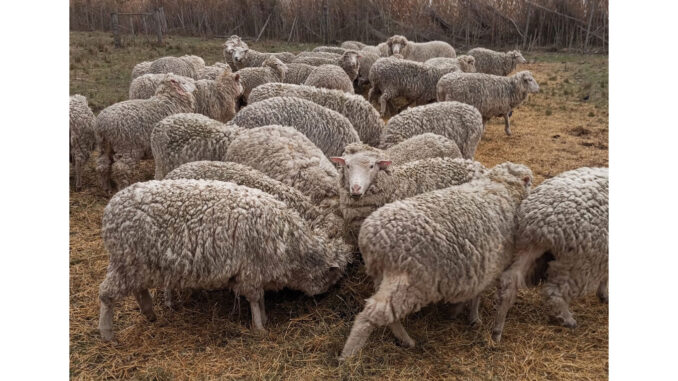 Abigeato-majada-678x381