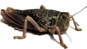 tacura-e1695603881653