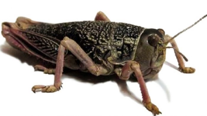 tacura-e1695603881653