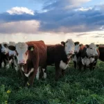 Faena vacuna: Río Negro crece 7% y contrasta la caída nacional