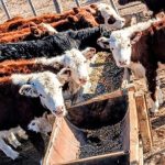 Ramos Mexia adquirió alimentos para bovinos