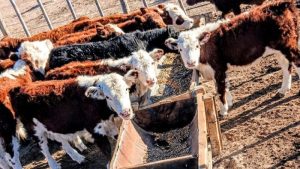 bovino-e1776220917602