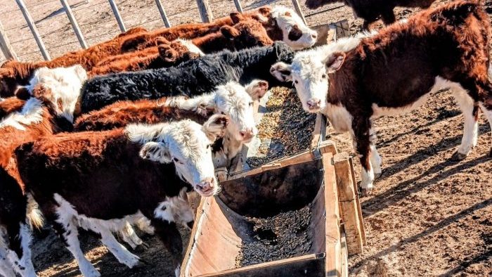 bovino-e1776220917602