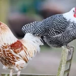 Influenza aviar en Río Negro: Senasa detectó un caso en aves de traspatio en Valcheta