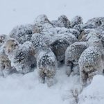 Alerta por nieve, viento y lluvia en Río Negro este viernes 8: en dónde se eleva a naranja