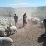 Paritaria UATRE: cuánto cobra un peón rural por lo trabajado en mayo 2026 tras suba de sueldos
