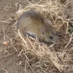 Salud solicita tomar precaución para prevenir el Hantavirus