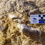 Río Negro descubre un ecosistema de hace 70 millones de años