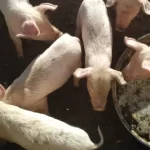 Triquinosis en temporada de faena: la importancia de consumir carne segura