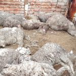 Sierra Colorada: Preocupación por el ataque de un puma en un campo cercano a la localidad