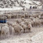 Río Negro perdió más de 900.000 ovejas en 15 años
