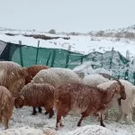 Río Negro afronta las intensas nevadas con una producción protegida