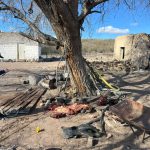 Ramos Mexia: Allanamientos positivos y dos investigaciones por faena de animales