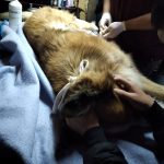 Sierra Colorada: Investigan el ataque con arma de fuego contra un perro: el dueño realizó una denuncia penal
