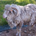 Patagonia refuerza las medidas para prevenir, controlar y erradicar la sarna ovina