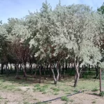 Ingeniero Jacobacci: Río Negro presenta avances en el reúso de aguas tratadas