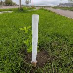 Sierra Colorada avanza con el Programa Forestal para fortalecer los espacios verdes