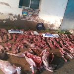 Valcheta: Secuestraron 460 kilos de carne de guanaco en un operativo rural